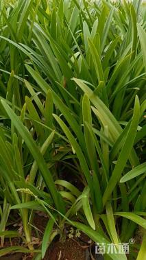 高度20厘米百子莲