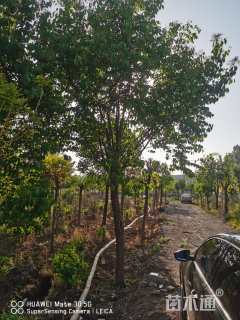 20公分暴马丁香