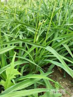 高度25厘米大花萱草