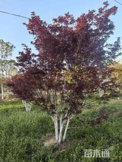 5.5公分日本红枫