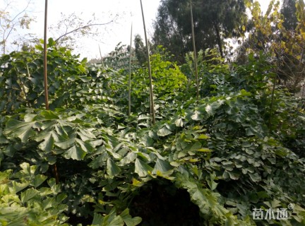 裸干高60厘米董棕
