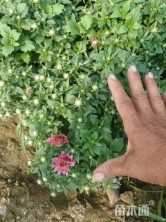 高度20厘米千头菊【价格/图片/规格】仅供参考 ➡详情📞📞