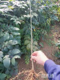 高度100厘米栾树小苗