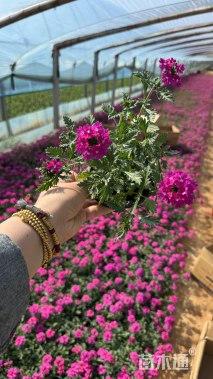 高度15厘米青州美女樱营养钵苗  美女樱价格 