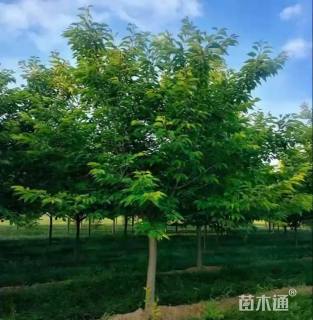 9公分染井吉野樱