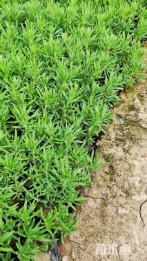 高度18厘米佛甲草