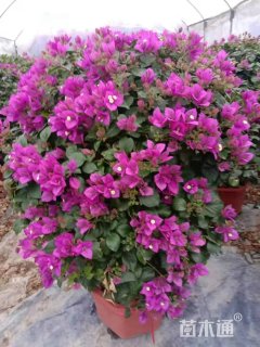 冠幅80厘米紫色三角梅球