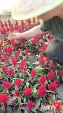 高度15厘米鸡冠花