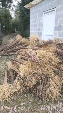 高度100厘米黄柏小苗