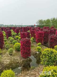 高度150厘米红花继木柱