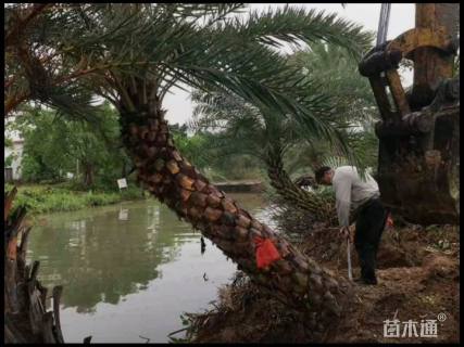 裸干高200厘米中东海枣