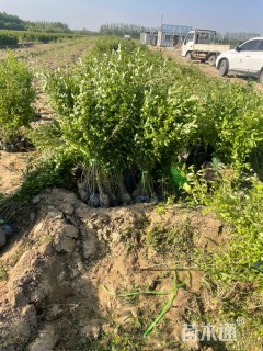 高度60厘米水蜡