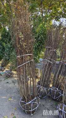 高度200厘米丛生紫薇