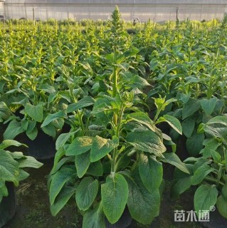 高度50厘米毛地黄