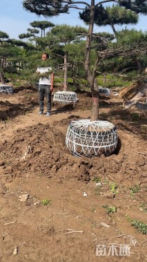 10公分造型油松