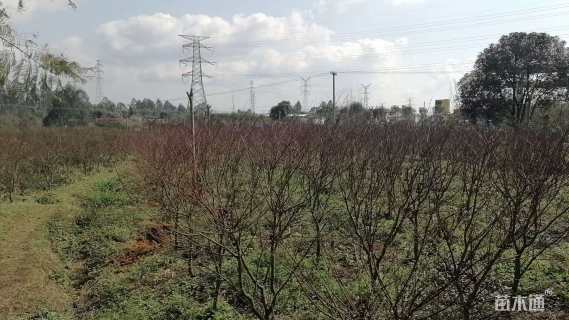 4公分日本红枫-红舞姬