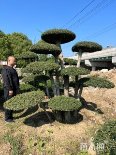 40公分对节白蜡