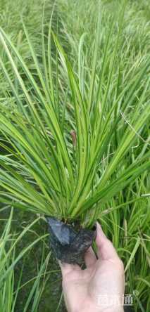 高度30厘米金叶石菖蒲