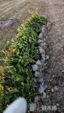 高度55厘米蚊母