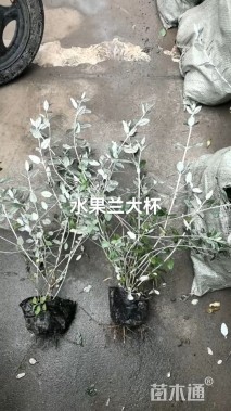 高度30厘米水果兰