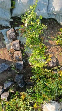 高度25厘米大花六道木