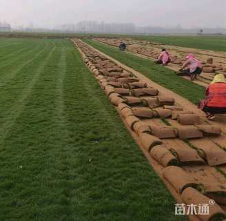 草卷状早熟禾草