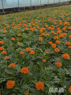 高度10厘米孔雀草