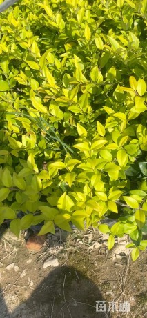 高度25厘米金森女贞