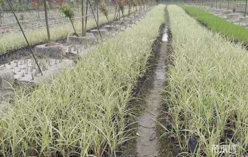 高度10厘米花叶芒