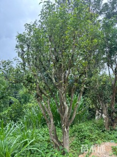 高度250厘米茶树