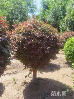 高度100厘米红叶李球