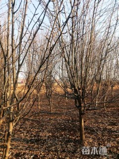 10公分西府海棠