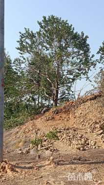 15公分(5杆)丛生乌桕