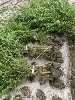 高度80厘米小叶女贞