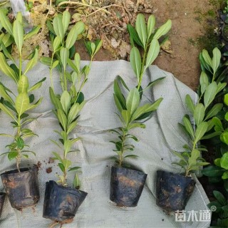 高度45厘米海桐小苗