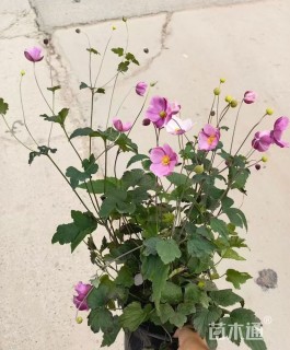 高度20厘米秋牡丹