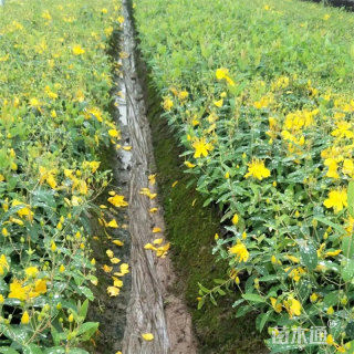 高度60厘米金丝桃小苗