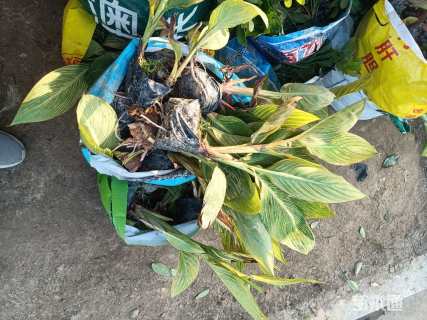 高度40厘米花叶美人蕉