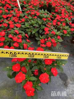 高度35厘米凤仙花