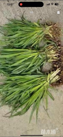 高度15厘米萱草