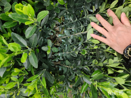 高度40厘米大叶黄杨小苗