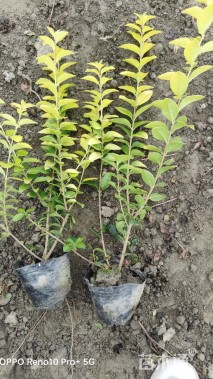 高度30厘米金叶女贞小苗