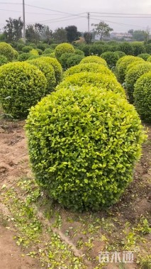 冠幅100厘米金叶女贞球