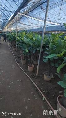 高度100厘米琴叶榕