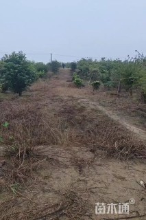 高度140厘米探春花