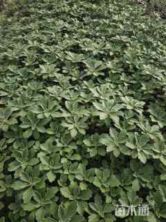 高度20厘米亚菊