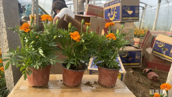 高度15厘米优质双色盆孔雀草 多色孔雀草