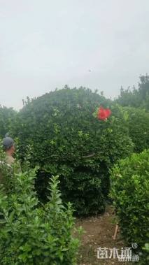 冠幅240厘米大叶黄杨球