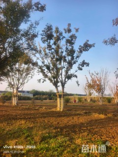 高度1000厘米丛生五角枫