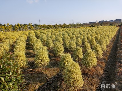 高度30厘米金姬小蜡